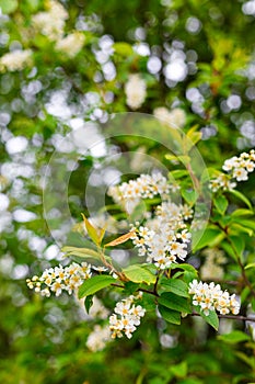 Spring flowers, bird cherry. Flowering Prunus Avium Tree with White Little Blossoms, bright nature background