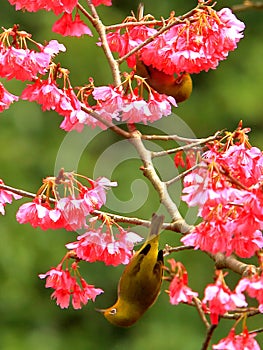 Primavera fiori un birdwatching argento occhi uccello ciliegia fiori 