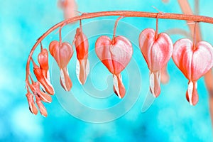 Spring flowers. Bleeding Heart flower, Dicentra spectabilis, toned photo