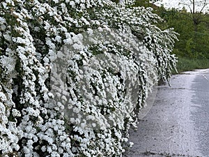 Spring flowers bloomed on the bride\'s bushes.Spiraea Vangutta bushes with white flowers