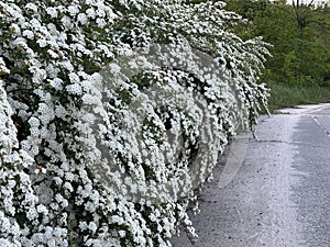 Spring flowers bloomed on the bride\'s bushes.Spiraea Vangutta bushes with white flowers photo