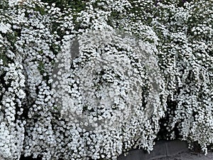 Spring flowers bloomed on the bride\'s bushes.Spiraea Vangutta bushes with white flowers photo