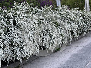 Spring flowers bloomed on the bride\'s bushes.Spiraea Vangutta bushes with white flowers photo