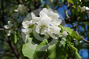 Spring flowers. blooming Apple tree. Apple tree with white delicate flowers and green leaves on a spring day against the blue sky.