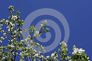Spring flowers. blooming Apple tree. Apple tree with white delicate flowers and green leaves on a spring day against the blue sky.