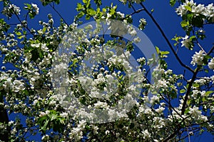 Spring flowers. blooming Apple tree. Apple tree with white delicate flowers and green leaves on a spring day against the blue sky.