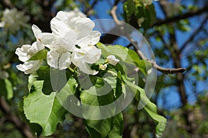 Spring flowers. blooming Apple tree. Apple tree with white delicate flowers and green leaves on a spring day against the blue sky.
