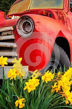 Spring Flowers Blooming Around Classic Cars in the Pacific Northwest