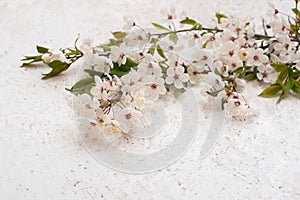 Spring flowers, blooming cherry banches on white marble background