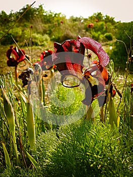 Spring Flowers Blooming in Poleg Stream near the Mediterranean s