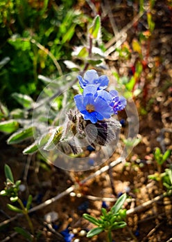 Spring Flowers Blooming in Poleg Stream near the Mediterranean s