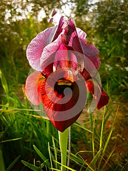 Spring Flowers Blooming in Poleg Stream near the Mediterranean s