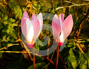 Spring Flowers Blooming in Poleg Stream near the Mediterranean s