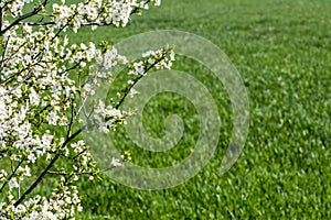 Spring flowers blooming tree against green wheat field