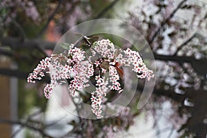 Spring flowers. Blooming tree twig, spring garden, natural background with soft light