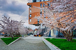 Spring flowers blooming on the trees over the Motlawa river in Gdansk. Poland