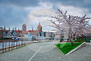 Spring flowers blooming on the trees over the Motlawa river in Gdansk. Poland