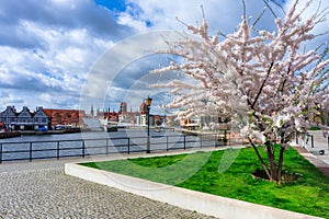 Spring flowers blooming on the trees over the Motlawa river in Gdansk. Poland