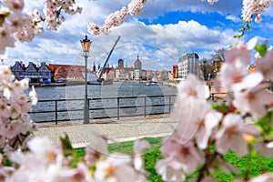 Spring flowers blooming on the trees over the Motlawa river in Gdansk. Poland