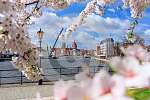 Spring flowers blooming on the trees over the Motlawa river in Gdansk. Poland