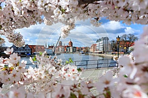 Spring flowers blooming on the trees over the Motlawa river in Gdansk. Poland