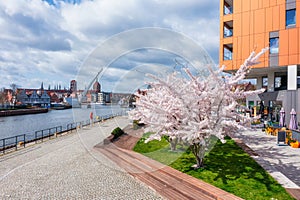 Spring flowers blooming on the trees over the Motlawa river in Gdansk. Poland