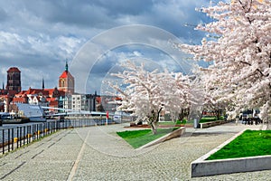 Spring flowers blooming on the trees over the Motlawa river in Gdansk. Poland photo