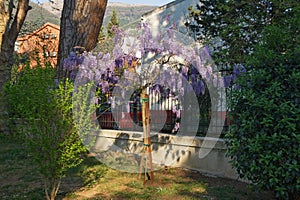 Spring flowers. Blooming wisteria in Mediterranean park. Montenegro, Tivat city. View of Large Town Park