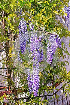 Spring flowers. Blooming wisteria vine