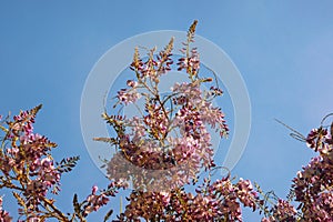 Spring flowers. Blooming wisteria vine against blue sky