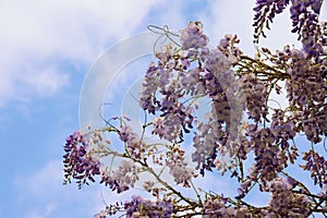 Spring flowers. Blooming wisteria vine against blue sky with white clouds on sunny day