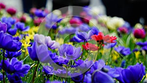 Spring flowers: blue anemonae and red and purple and white flowers in the background in Keukenhof garden, The Netherlands photo