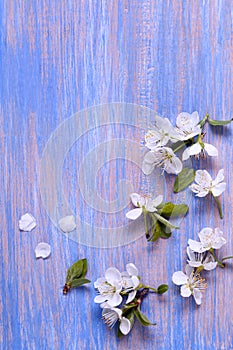 Spring Flowers on the blue background of an old vintage blue boa