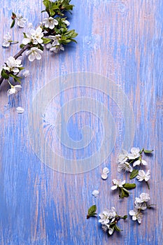 Spring Flowers on the blue background of an old vintage blue boa