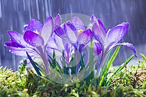 Spring flowers of blue crocuses in drops of water on the background of tracks of rain drops