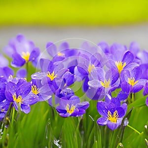 Spring flowers of blue crocuses in drops of water on the background of tracks of rain drops