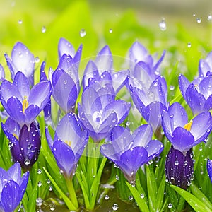 Spring flowers of blue crocuses in drops of water on the background of tracks of rain drops