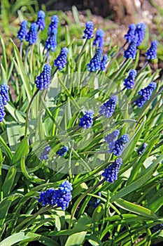 Spring flowers - blue flowers Muscari or murine hyacinth