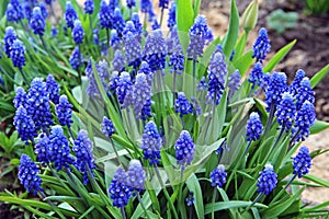 Spring flowers - blue flowers Muscari or murine hyacinth