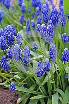 Spring flowers - blue flowers Muscari or murine hyacinth