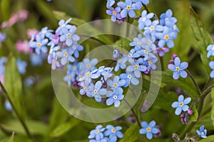 Spring flowers. blue forget-me-not flowers close-up. natural flower background