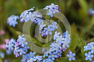 Spring flowers. blue forget-me-not flowers close-up. natural flower background