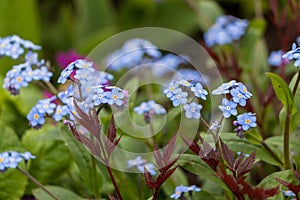 Spring flowers. blue forget-me-not flowers close-up. natural flower background