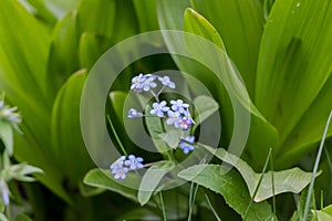 Spring flowers. blue forget-me-not flowers close-up. natural flower background