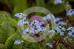 Spring flowers. blue forget-me-not flowers close-up. natural flower background