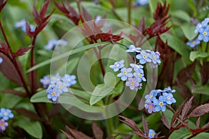 Spring flowers. blue forget-me-not flowers close-up. natural flower background