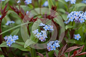 Spring flowers. blue forget-me-not flowers close-up. natural flower background