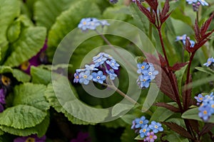 Spring flowers. blue forget-me-not flowers close-up. natural flower background