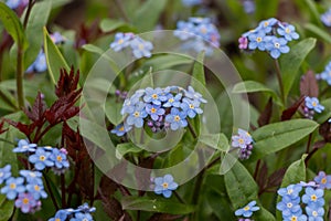 Spring flowers. blue forget-me-not flowers close-up. natural flower background