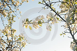 Spring flowers on the blue sky